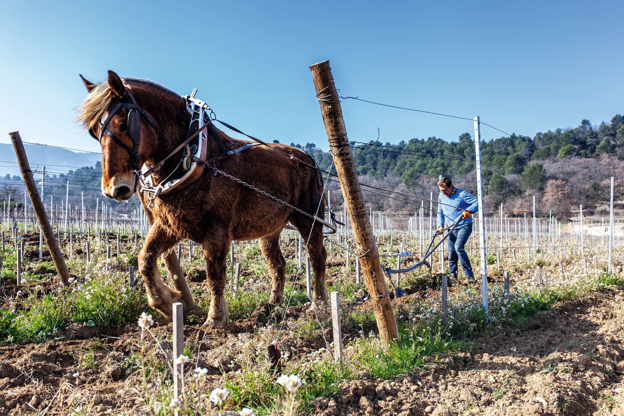 Domaine de La Citadelle, photo 8