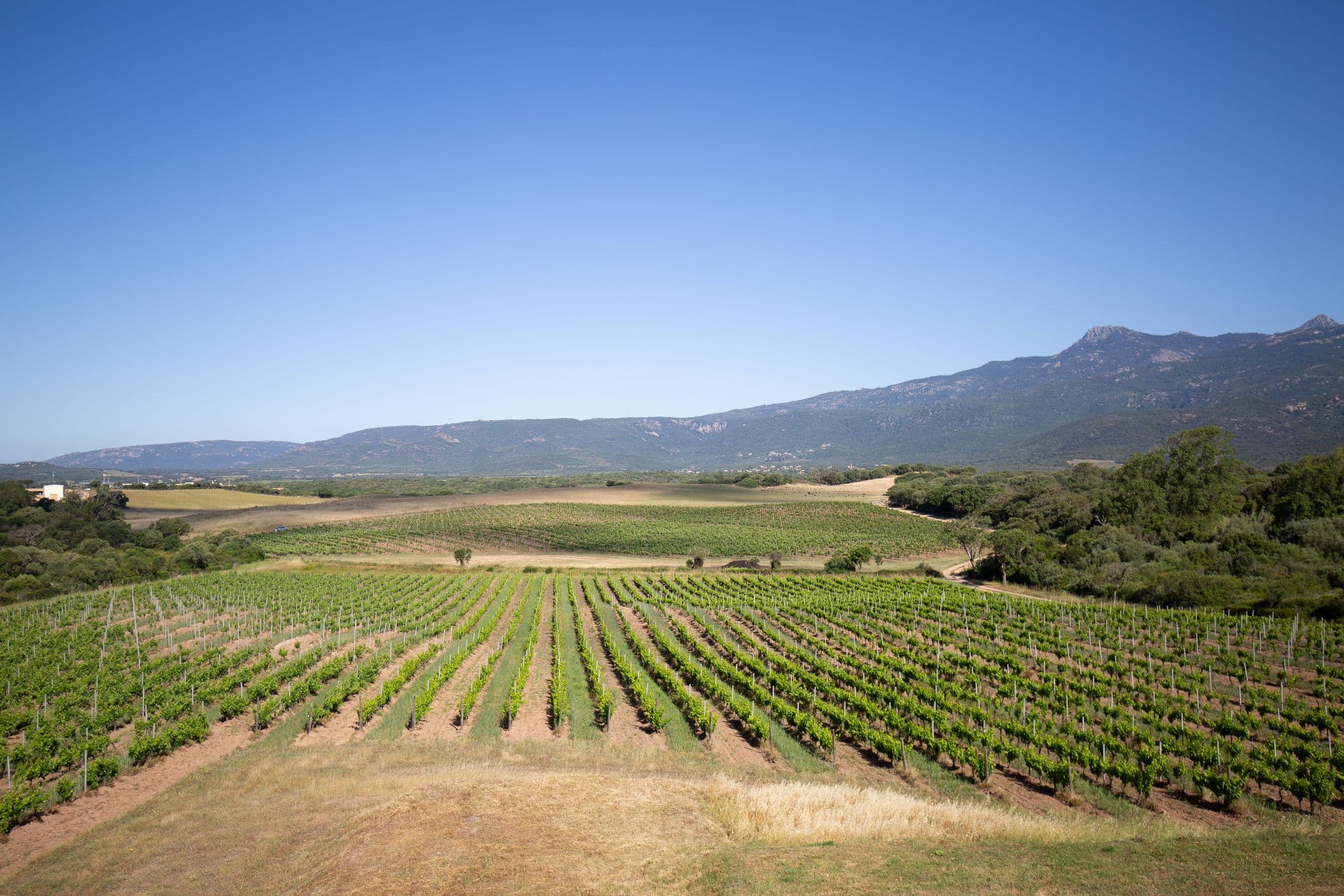 Domaine Petra Bianca