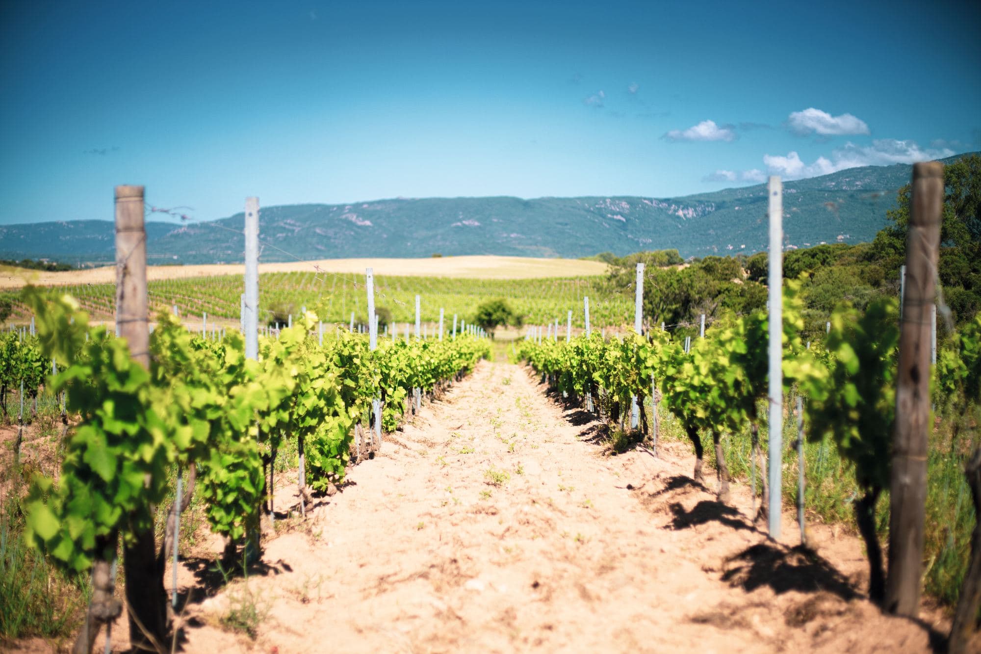 Domaine Petra Bianca, photo 1