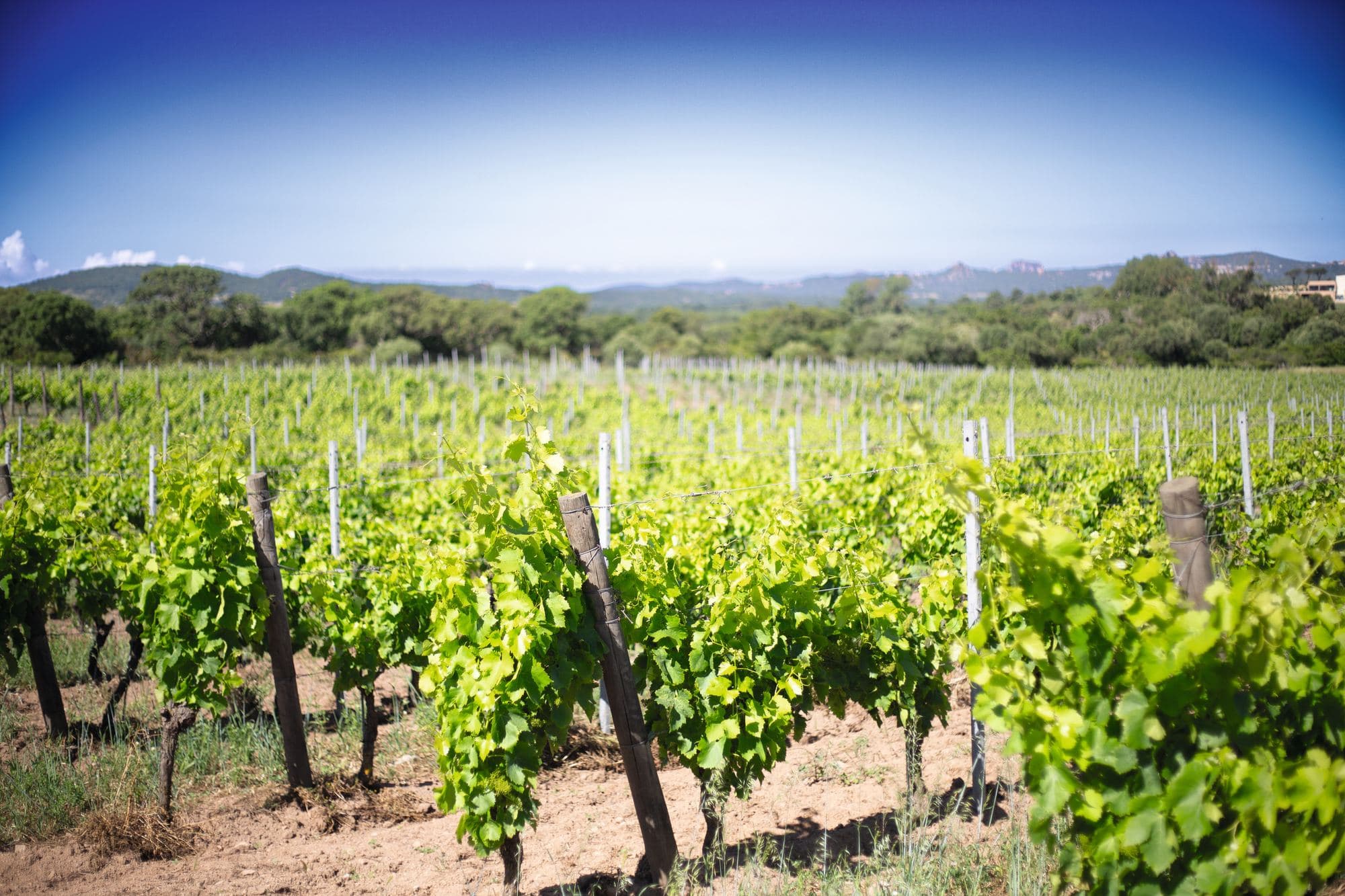 Domaine Petra Bianca, photo 2
