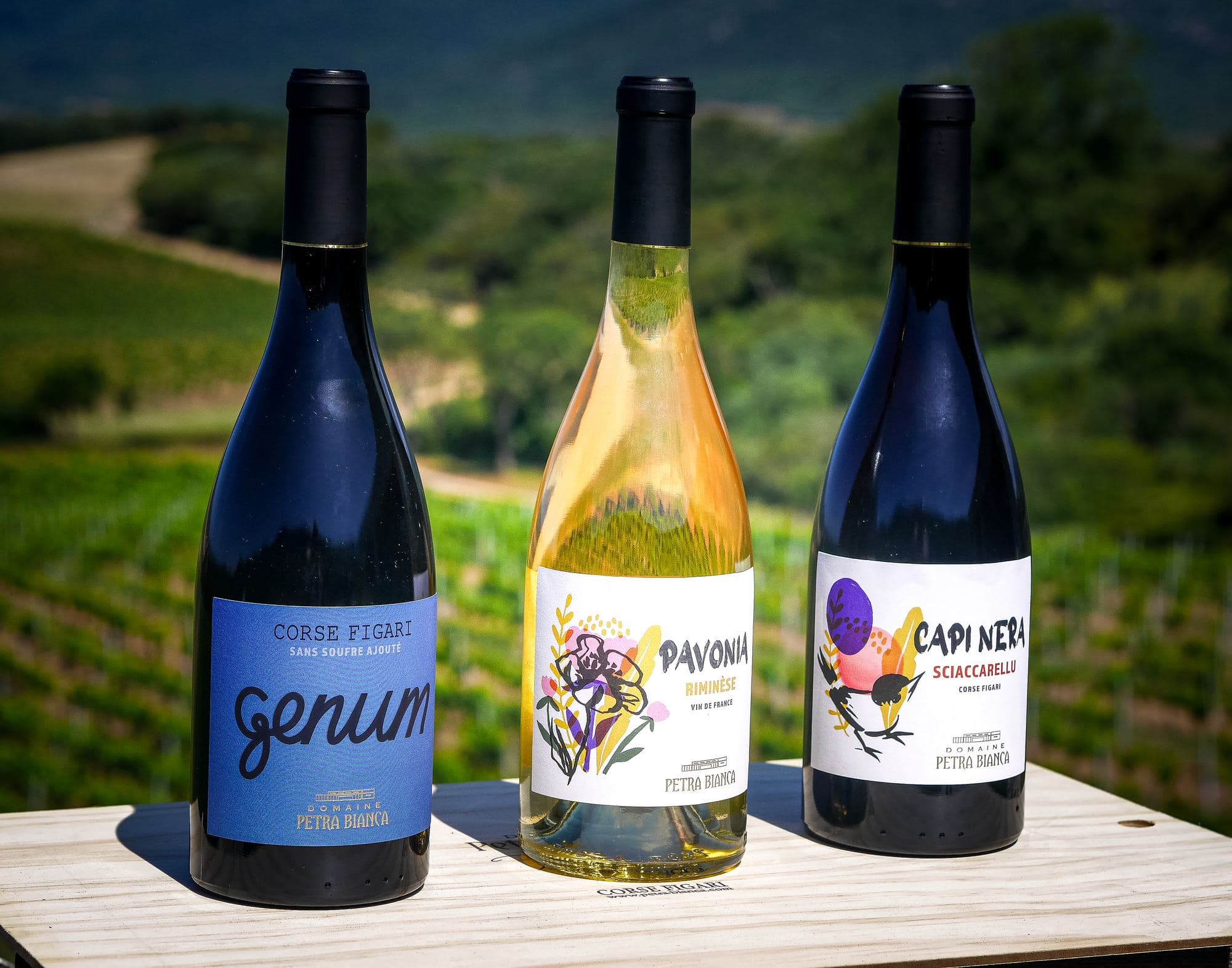 Domaine Petra Bianca, photo 7