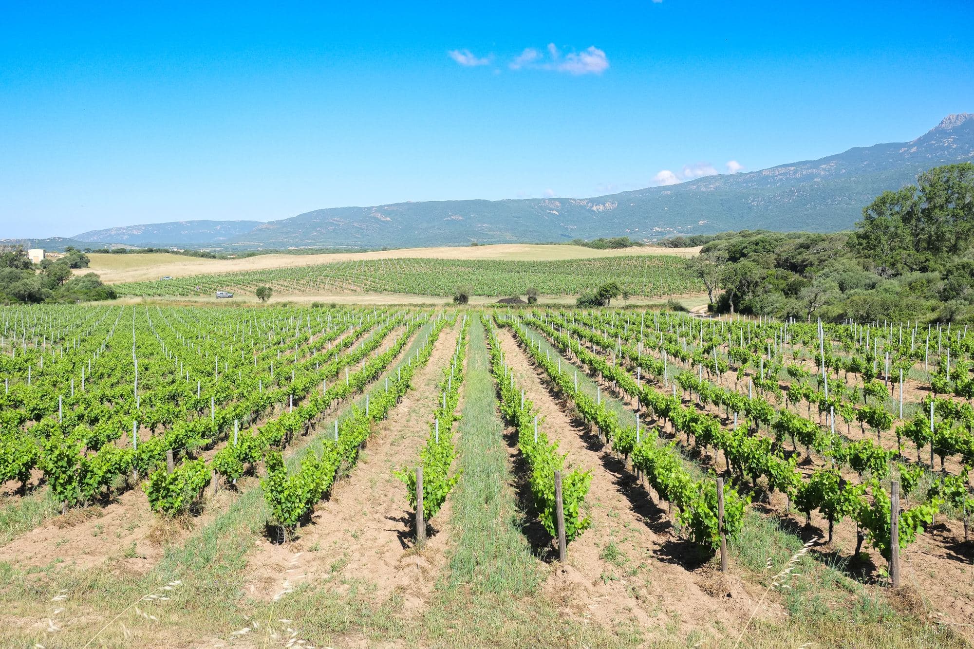 Domaine Petra Bianca, photo 9
